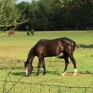 Meet your Posher, Selena